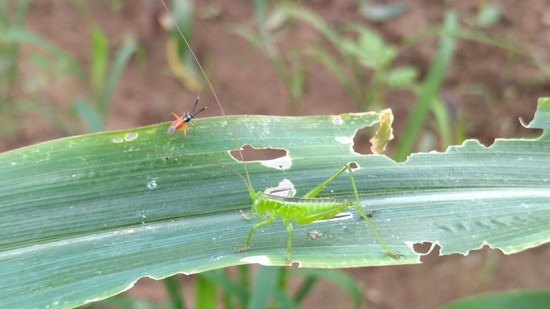 Neobalettia sinaloae standing on a leaf